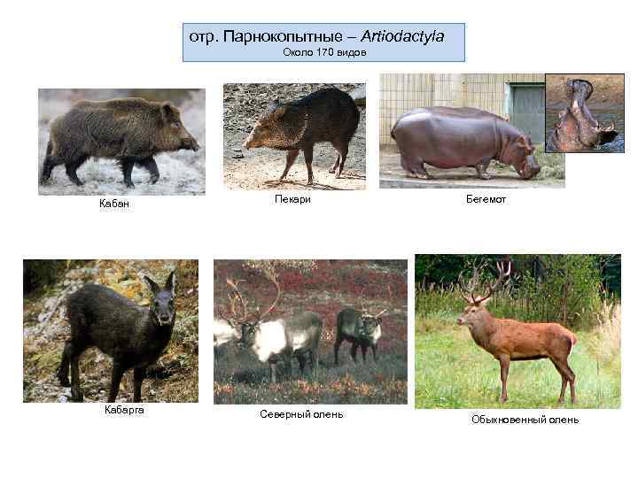 отр. Парнокопытные – Artiodactyla Около 170 видов Кабан Кабарга Пекари Северный олень Бегемот Обыкновенный