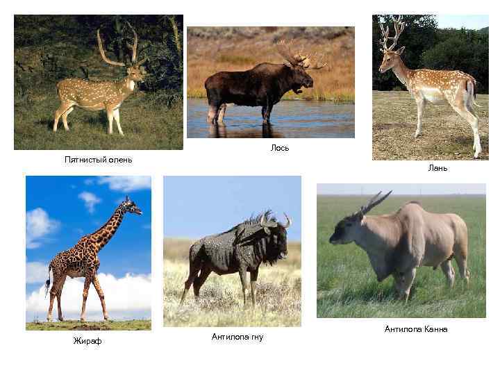 Лось Пятнистый олень Жираф Лань Антилопа гну Антилопа Канна 