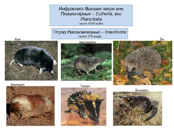 Инфракласс Высшие звери или Плацентарные – Eutheria, seu Placentalia около 5150 видов Отряд Насекомоядные