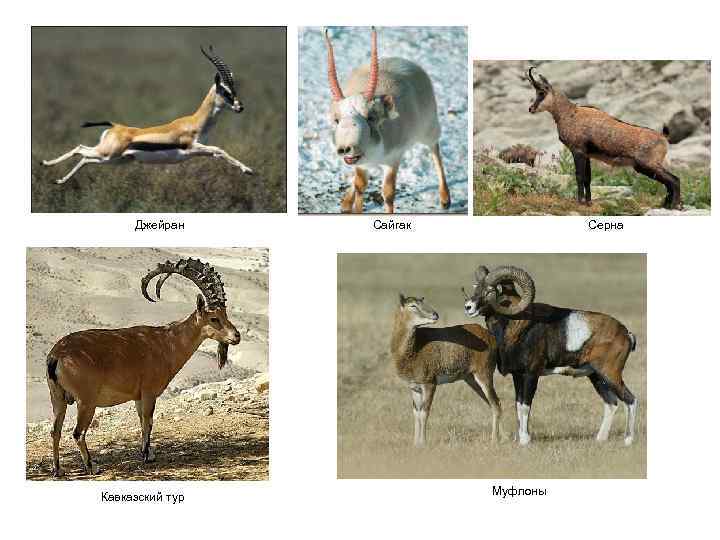 Джейран Кавказский тур Сайгак Серна Муфлоны 