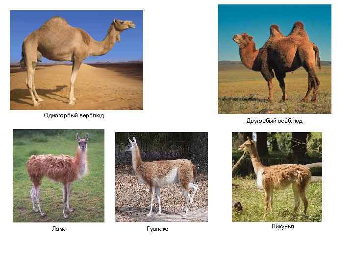 Одногорбый верблюд Лама Двугорбый верблюд Гуанако Викунья 