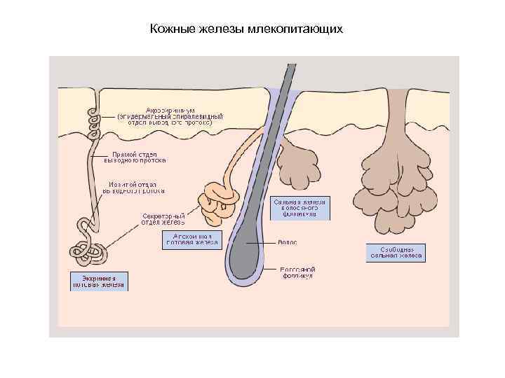 Кожные железы млекопитающих 