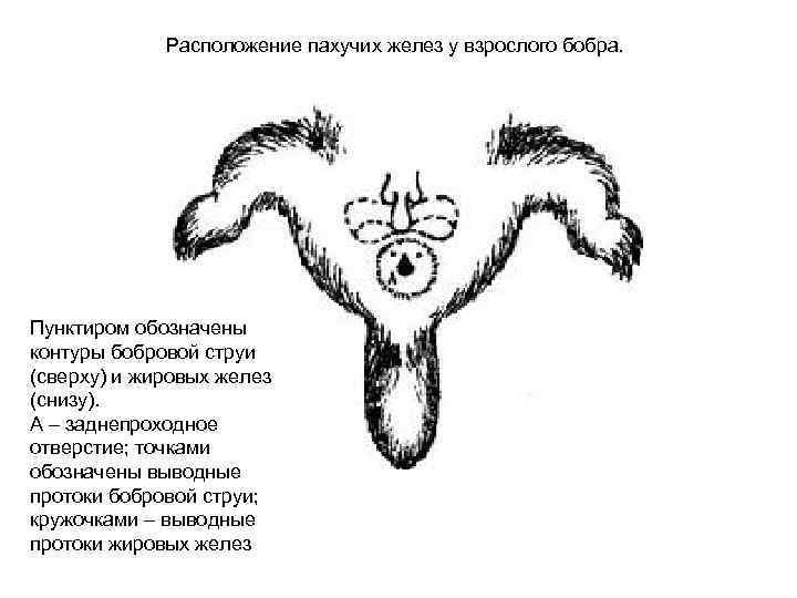 Расположение пахучих желез у взрослого бобра. Пунктиром обозначены контуры бобровой струи (сверху) и жировых