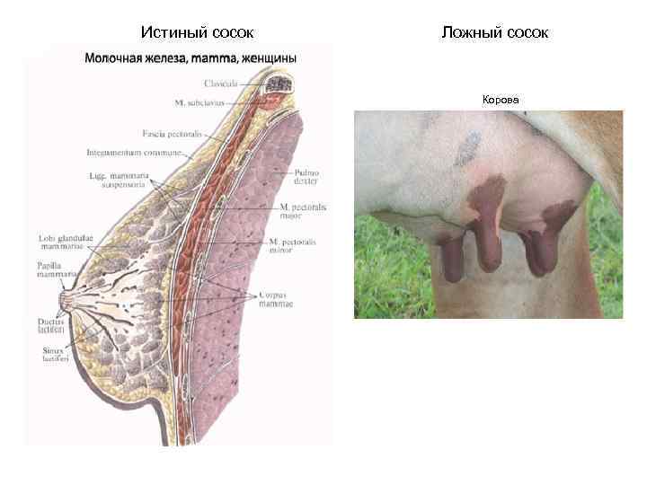 Истиный сосок Ложный сосок Корова 