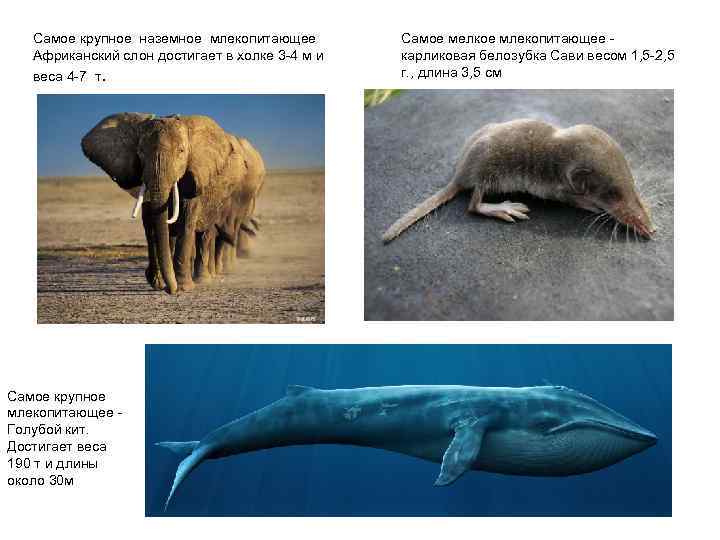 Самое крупное наземное млекопитающее Африканский слон достигает в холке 3 -4 м и веса
