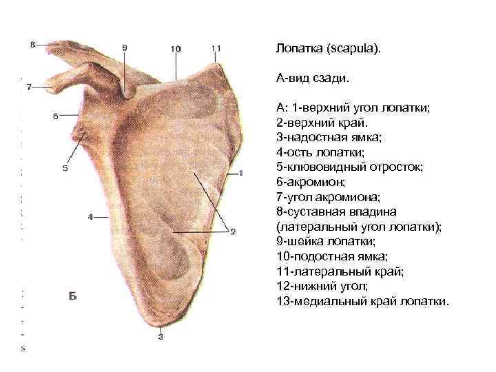 Лопатка (scapula). А-вид сзади. А: 1 -верхний угол лопатки; 2 -верхний край. 3 -надостная