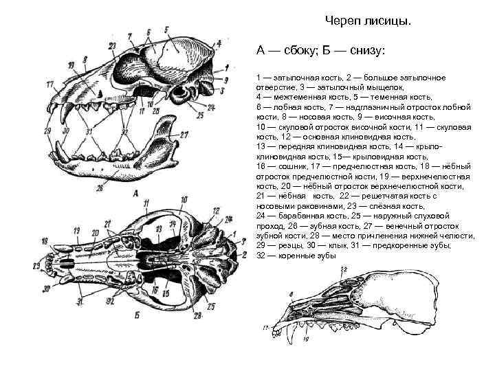 Череп лисицы. А — сбоку; Б — снизу: 1 — затылочная кость, 2 —