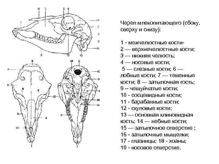 Череп млекопитающего (сбоку, сверху и снизу): 1 - межчелюстные кости 2 — верхнечелюстные кости;
