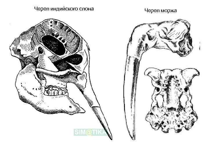 Череп индийского слона Череп моржа 