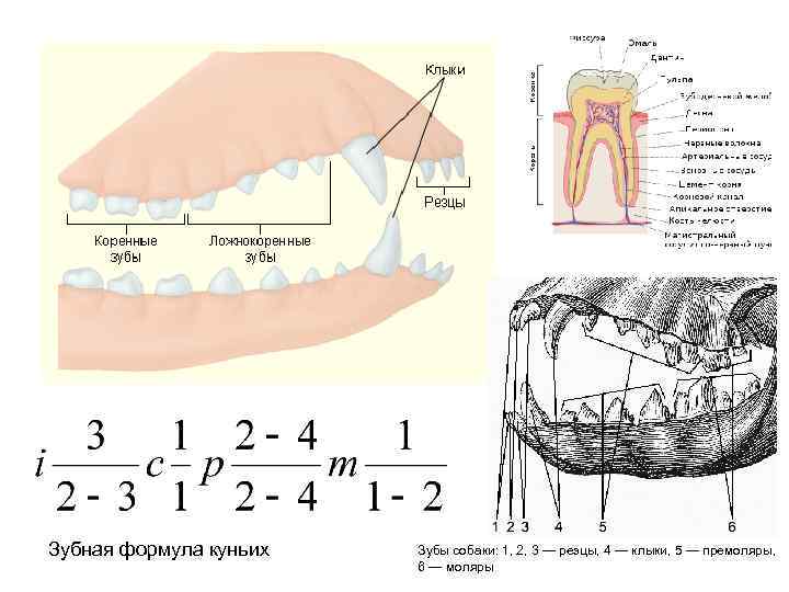 Зубная формула куньих Зубы собаки: 1, 2, 3 — резцы, 4 — клыки, 5