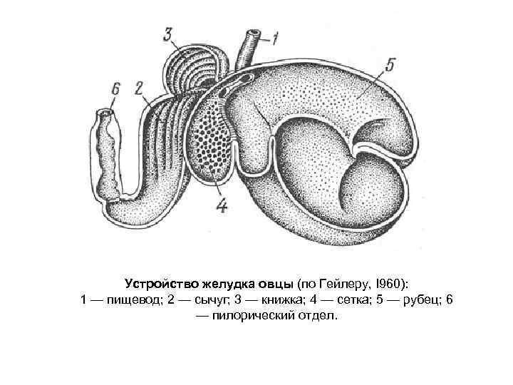 Устройство желудка овцы (по Гейлеру, I 960): 1 — пищевод; 2 — сычуг; 3