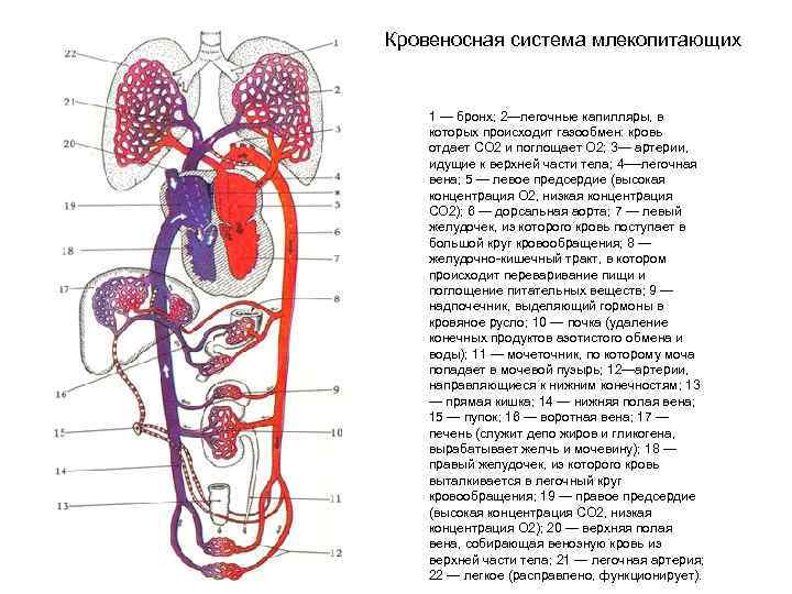 Кровеносная система млекопитающих 1 — бронх; 2—легочные капилляры, в которых происходит газообмен: кровь отдает