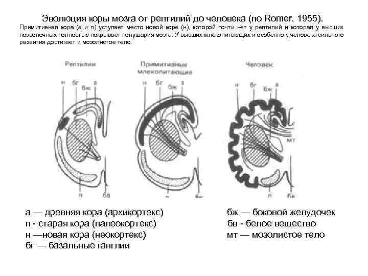 Эволюция коры мозга от рептилий до человека (по Romer, 1955). Примитивная кора (а и