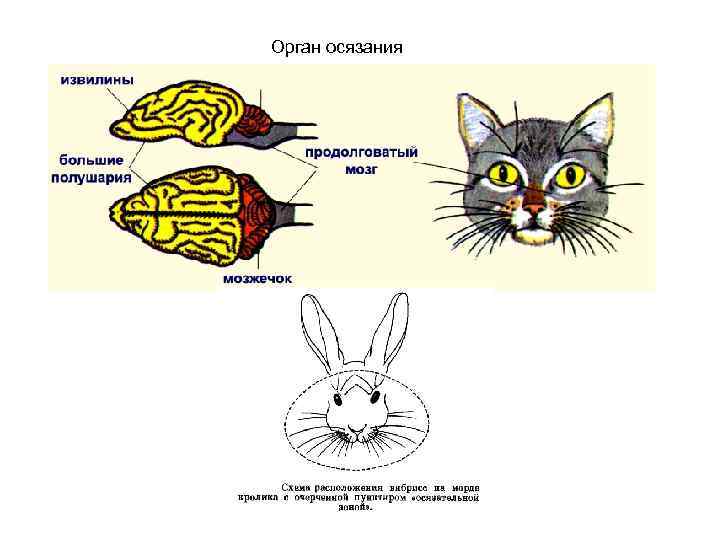 Орган осязания 