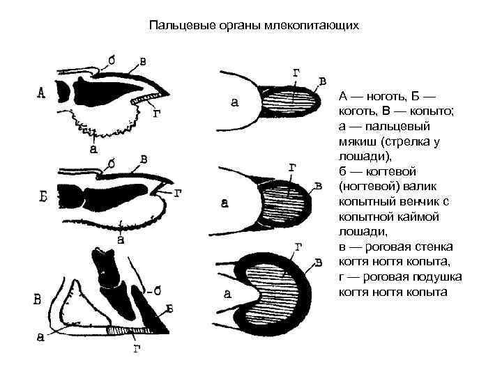 Пальцевые органы млекопитающих А — ноготь, Б — коготь, В — копыто; а —
