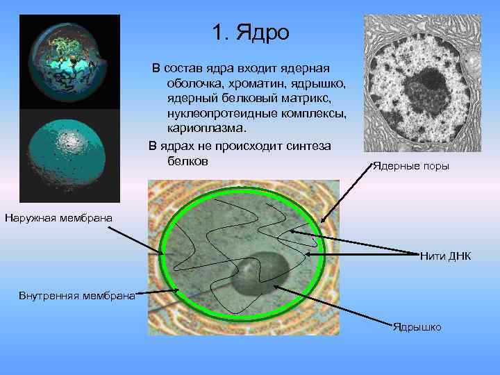 Определите какой цифрой на рисунке обозначена кариоплазма