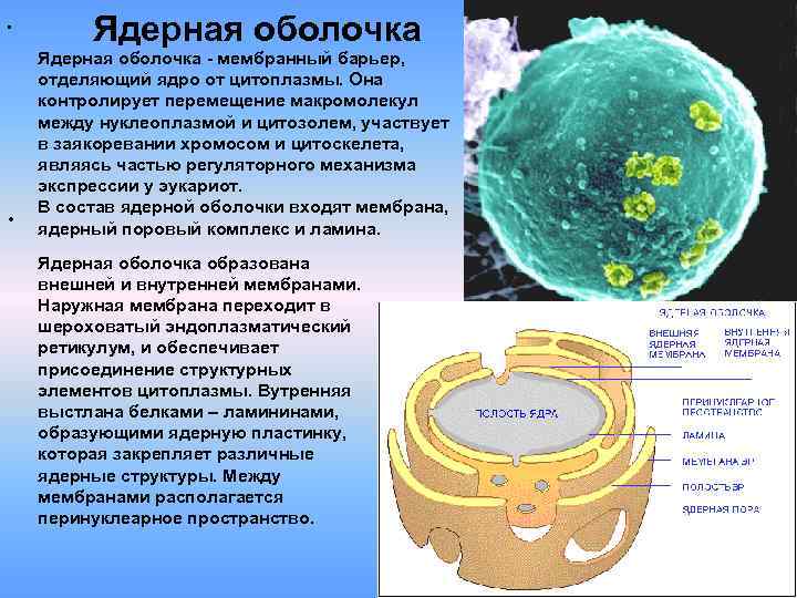 Ядерная оболочка фото