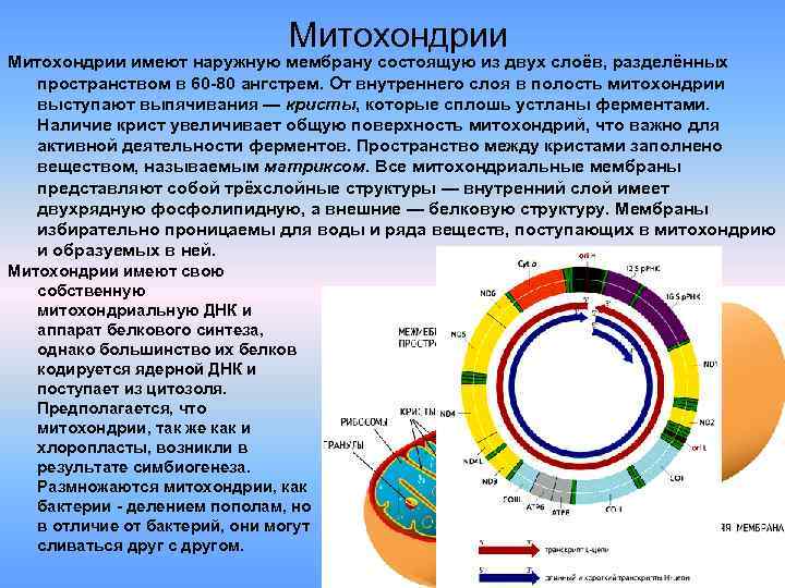 Организмы каких царств состоят из клеток изображенных на рисунке