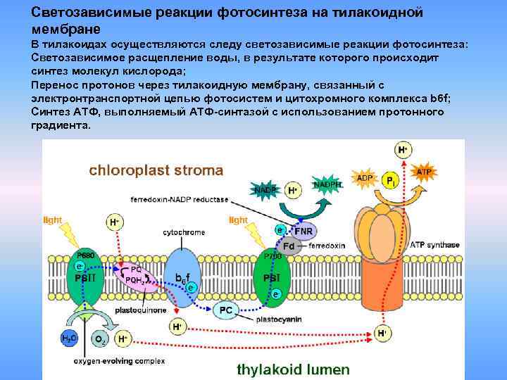 Синтез молекул происходит