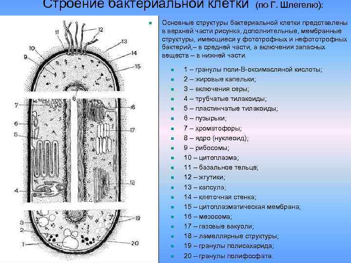 Строение бактериальной клетки состав