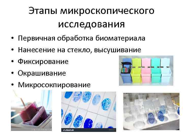 Этапы микроскопического исследования • • • Первичная обработка биоматериала Нанесение на стекло, высушивание Фиксирование