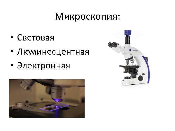 Преимущество использования световой микроскопии перед электронной