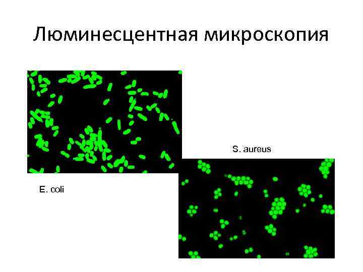 Флуоресцентная микроскопия метод