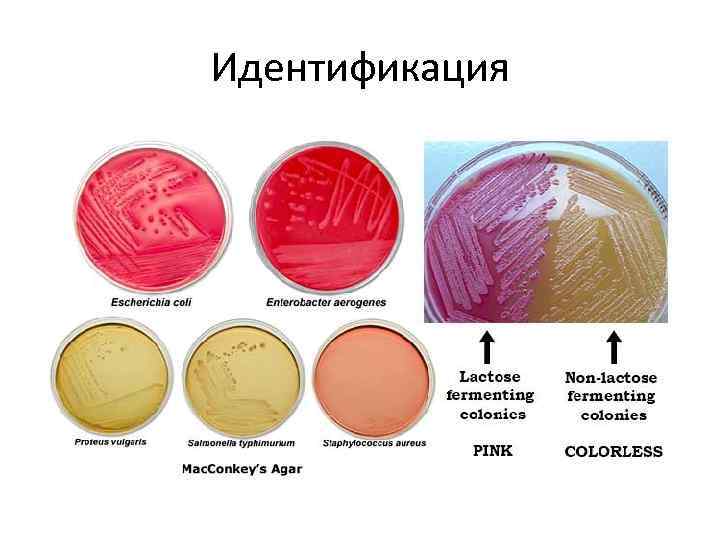Идентификация 