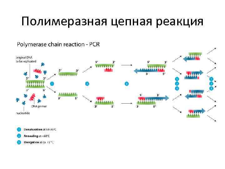 Полимеразная цепная реакция 