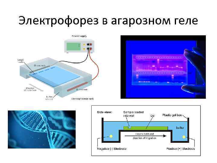 Электрофорез карта осу