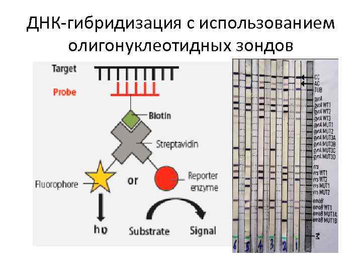 Днк зонд. Метод ДНК-гибридизации с использованием меченых зондов. Олигонуклеотидные зонды это. Принцип метода ДНК-зондов. Цельнохромосомные ДНК зонды.