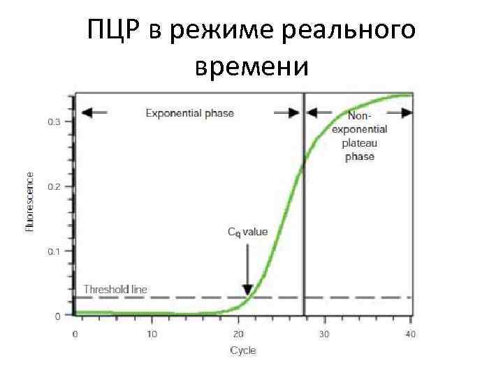 ПЦР в режиме реального времени 