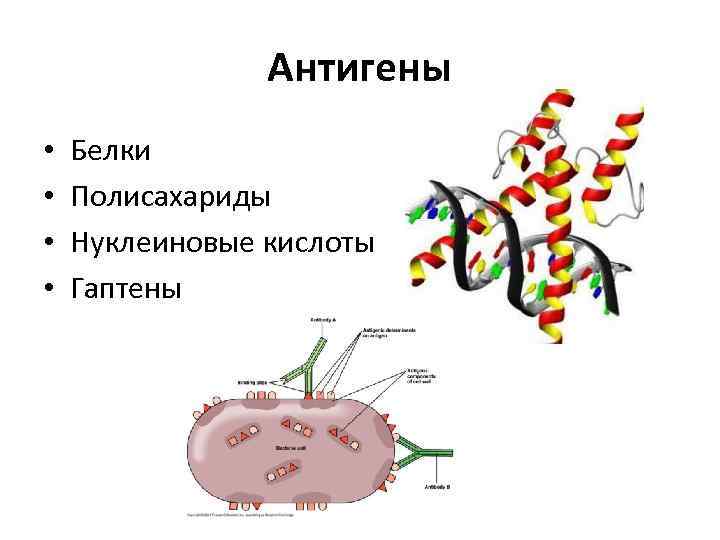 Антиген. Строение антигена микробиология. Белковые антигены. Антигенные белки. Антигены это белки.