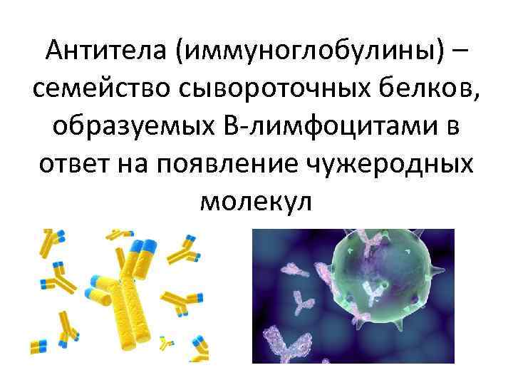Антитела (иммуноглобулины) – семейство сывороточных белков, образуемых В-лимфоцитами в ответ на появление чужеродных молекул