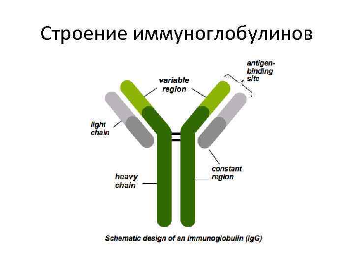 Схема строения иммуноглобулинов