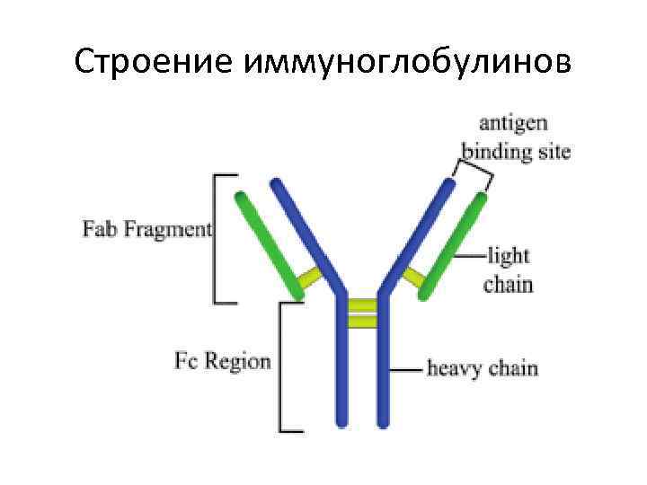 Строение иммуноглобулинов 