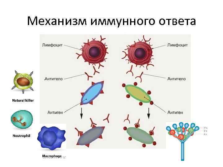 Механизм иммунного ответа 