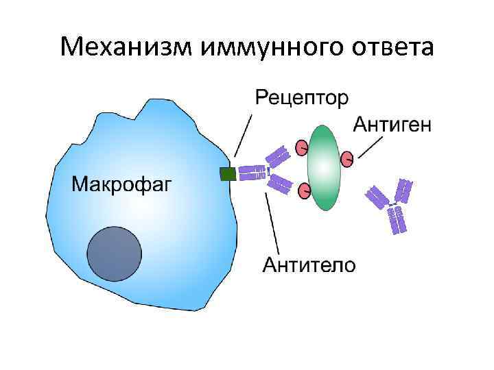 Схема кауфмана уайта микробиология