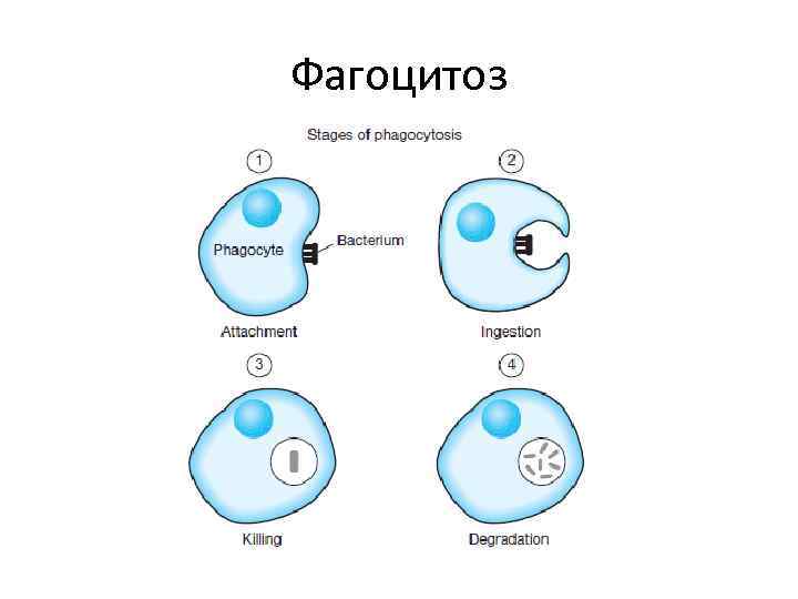 Стадии фагоцитоза рисунок
