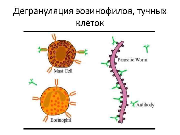 Дегрануляция эозинофилов, тучных клеток 