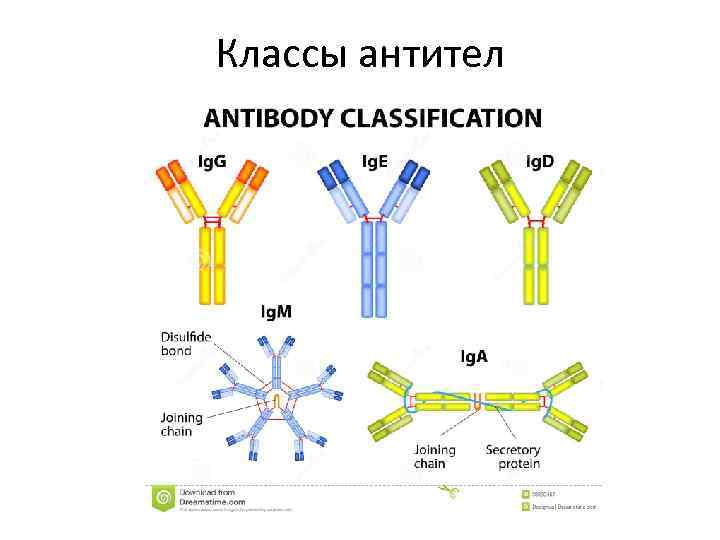 Классы антител 