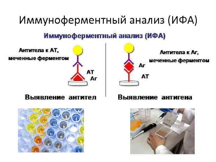 Схема постановки реакции ифа