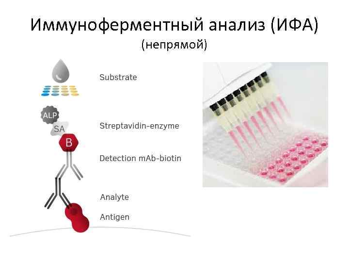 Схема ифа микробиология