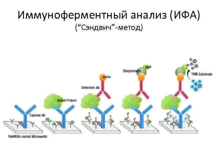 Ифа фото микробиология