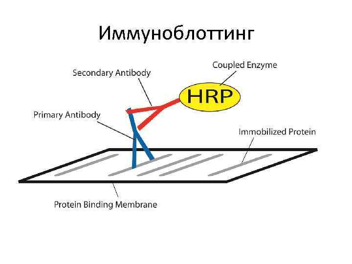 Иммуноблоттинг 