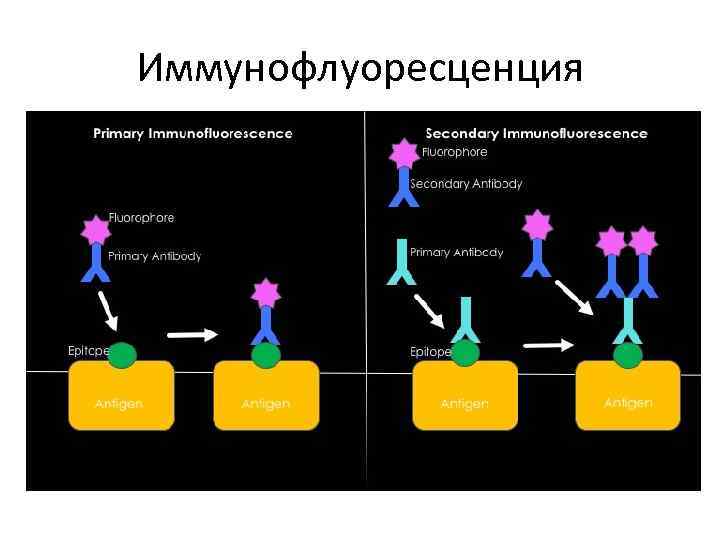 Схема риф микробиология