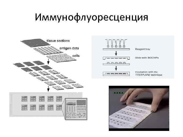 Иммунофлуоресценция 