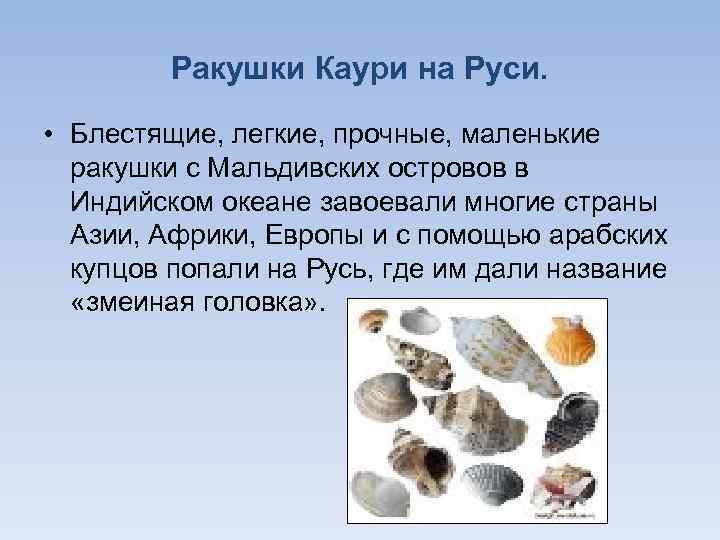 Ракушки Каури на Руси. • Блестящие, легкие, прочные, маленькие ракушки с Мальдивских островов в