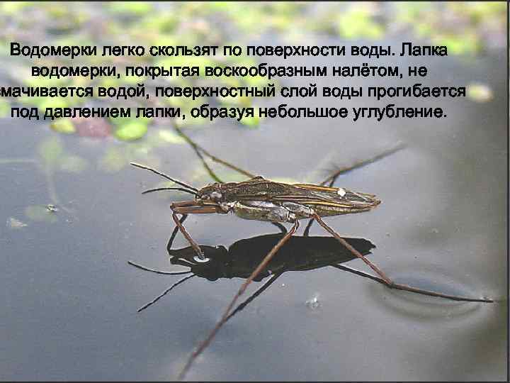  Водомерки легко скользят по поверхности воды. Лапка водомерки, покрытая воскообразным налётом, не смачивается