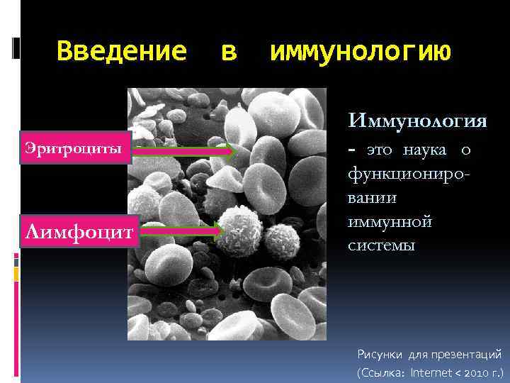 Введение в иммунологию Эритроциты Лимфоцит Иммунология - это наука о функционировании иммунной системы Рисунки